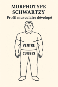 morphotype Schwartzy - Profil musculaire développé